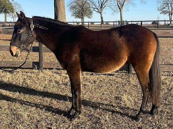 affordable-mustang-pony