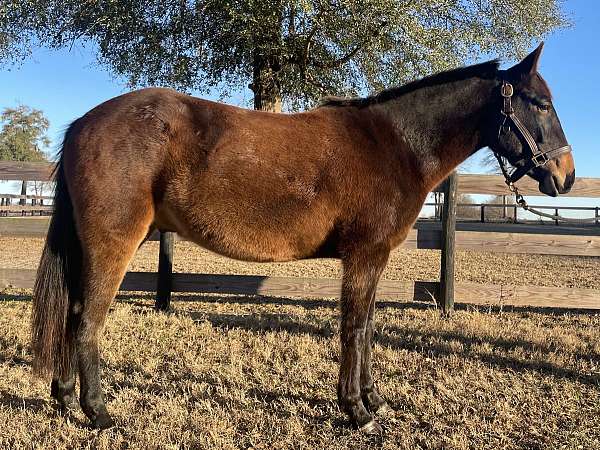 aqha-mustang-pony