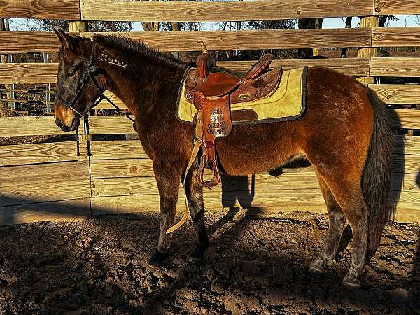 barrel-pony-mustang