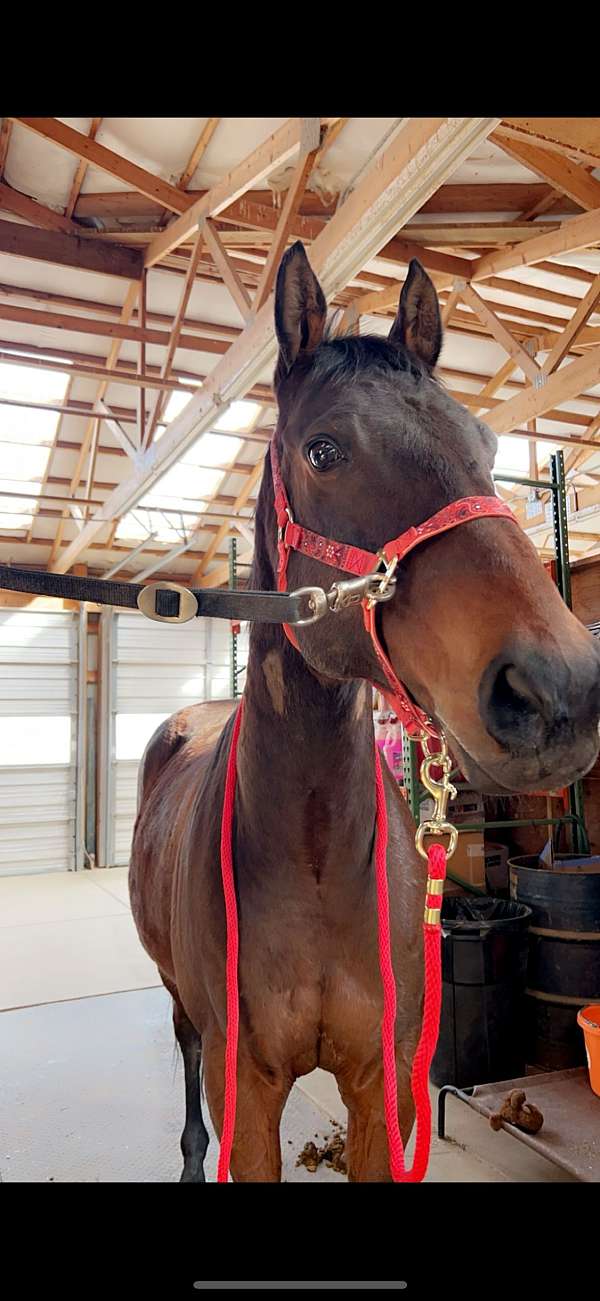 beginner-thoroughbred-horse