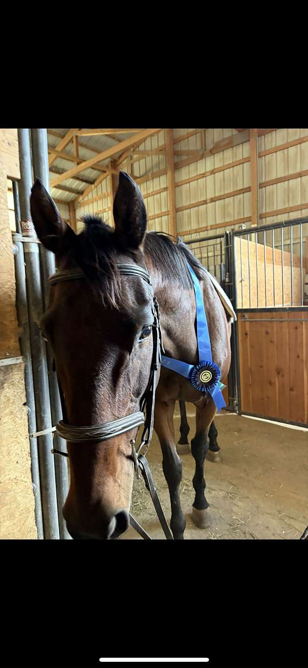 anyone-thoroughbred-horse