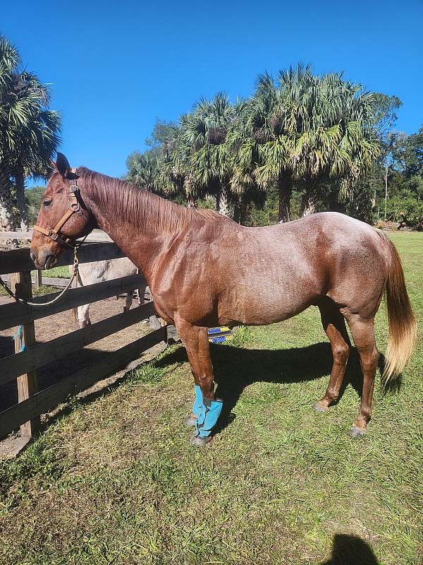 quarter-horse-gelding
