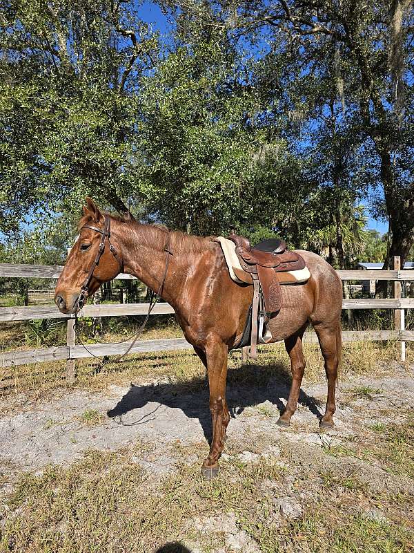 red-roan-roan-barrel-beginner-horse