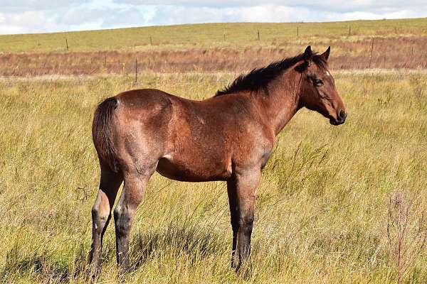 barrel-racing-quarter-horse