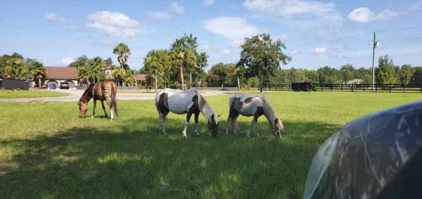 pony-for-sale