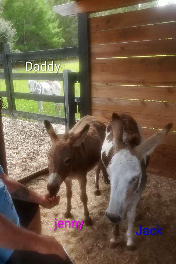 pony