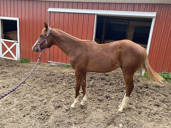 ready-to-train-paint-horse