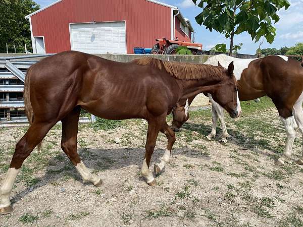 ready-to-train-gelding