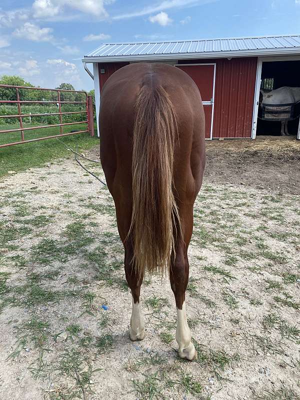 all-paint-horse
