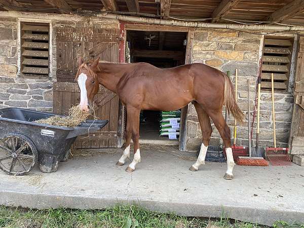 all-around-paint-horse