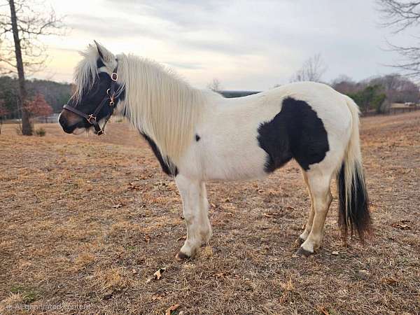 12-hand-pony-mare