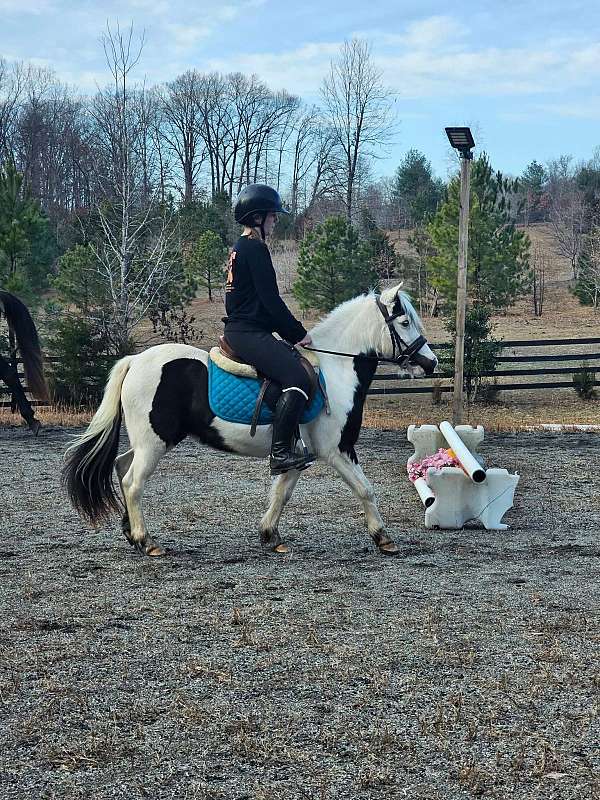 12-hand-pony