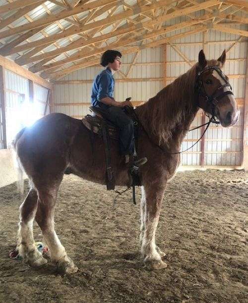 white-blaze-horse