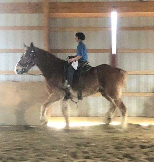 chestnut-white-blaze-horse
