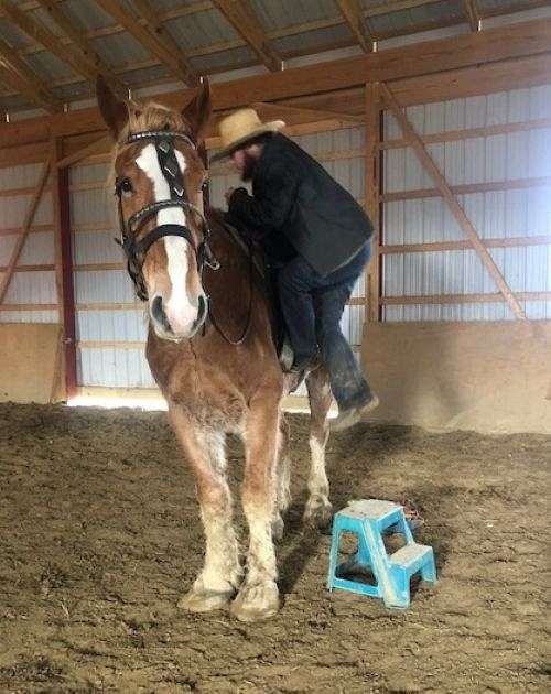mounted-patrol-belgian-horse