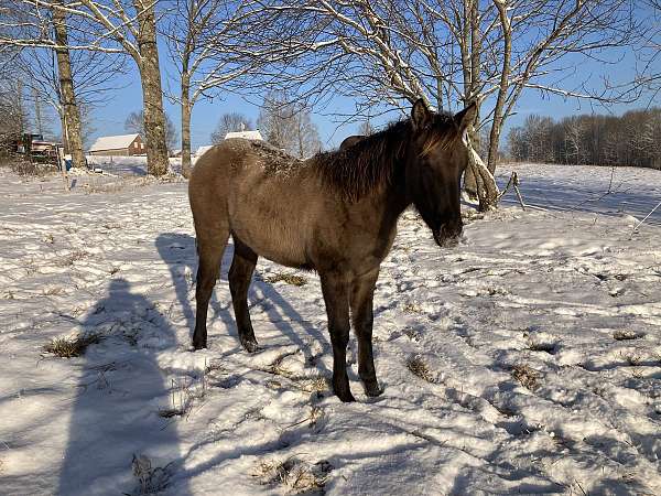 buckskin-dun-mustang-filly