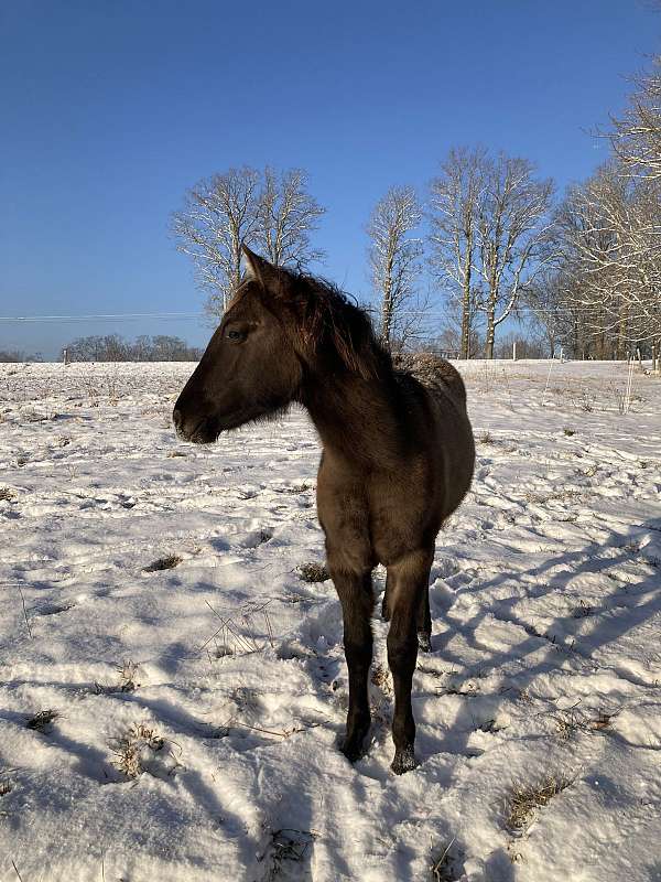 buckskin-dun-mustang-stallion