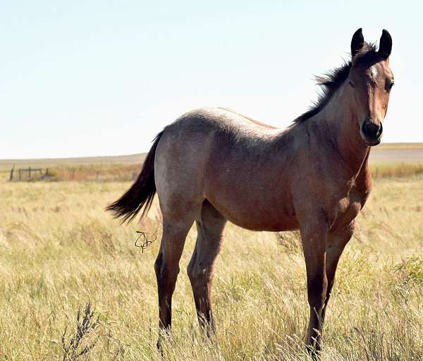 calf-roping-quarter-horse