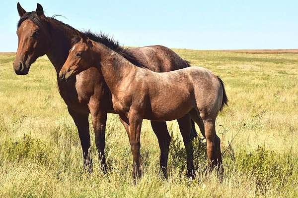 futurity-eligible-quarter-horse
