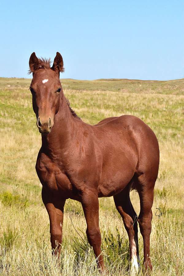 calf-roping-quarter-horse