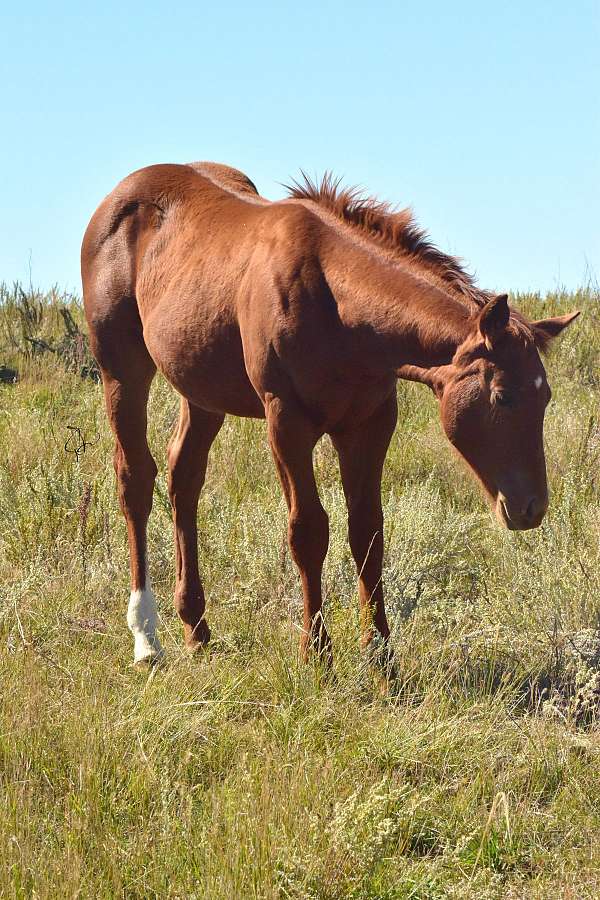ranch-quarter-horse