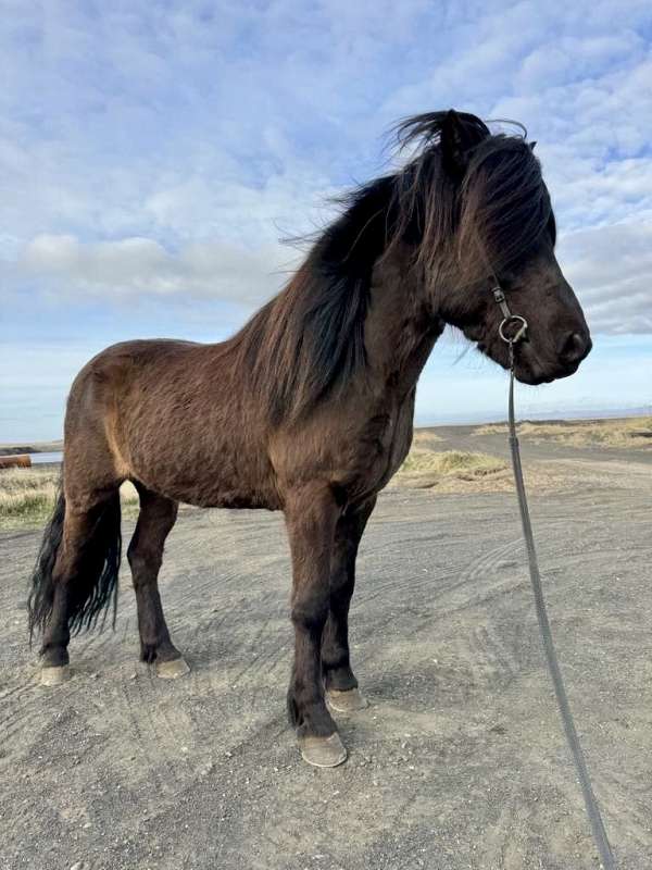 beginner-icelandic-horse