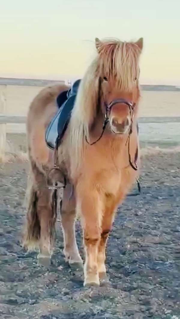 dun-usihc-gelding