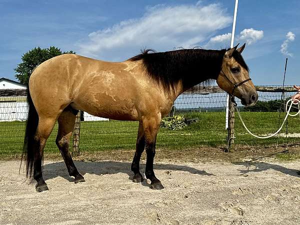 fancy-color-quarter-horse