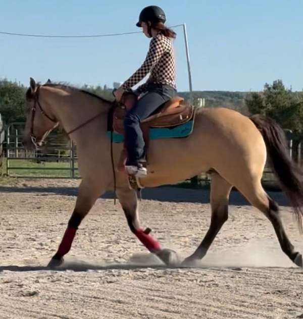 ranch-riding-prospect-horse
