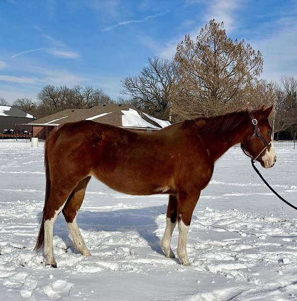 sorrel-ridde-pony