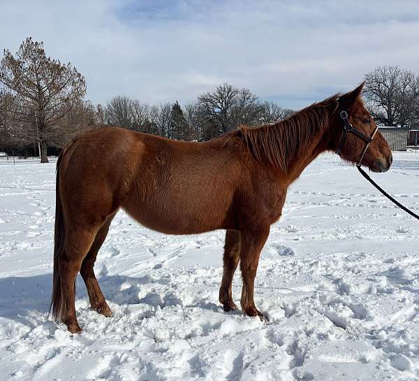 all-around-quarter-horse
