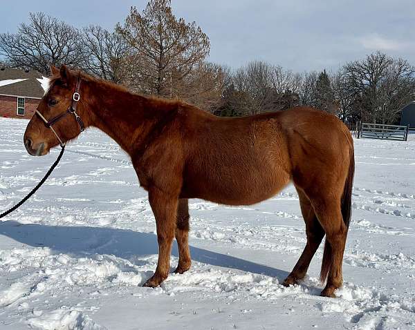 athletic-quarter-horse