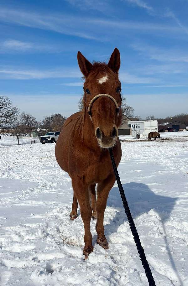 barrel-quarter-horse
