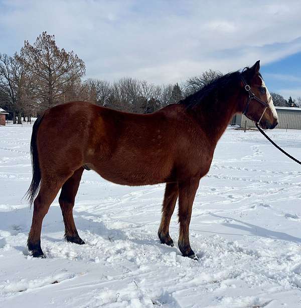 par-draft-horse