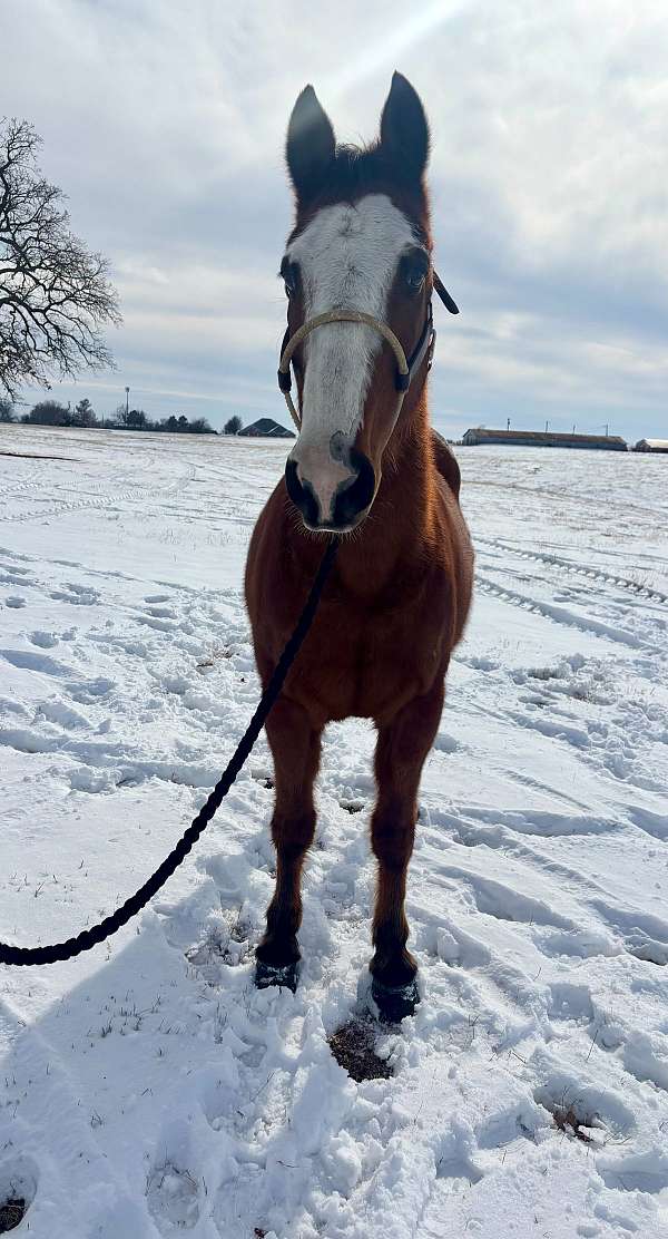 all-around-draft-horse