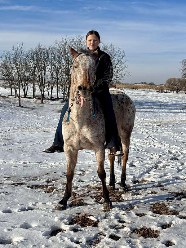 all-around-appaloosa-horse