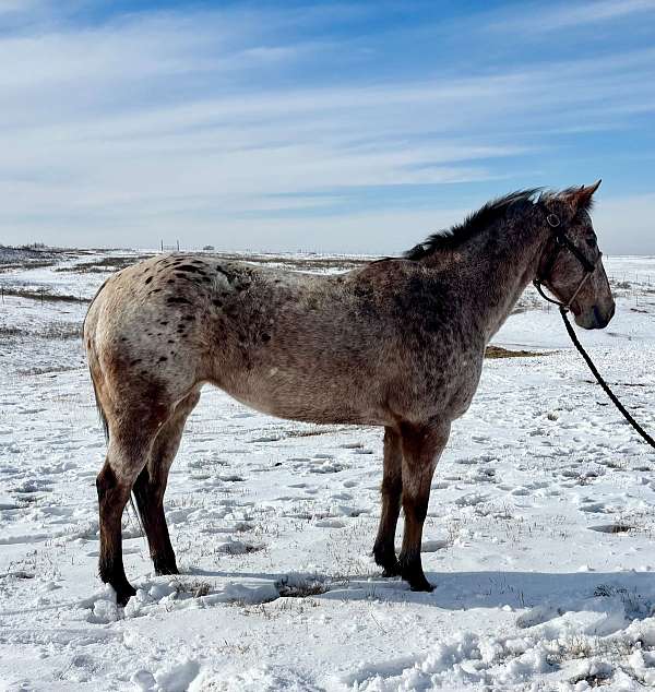 bay-blanket-horse