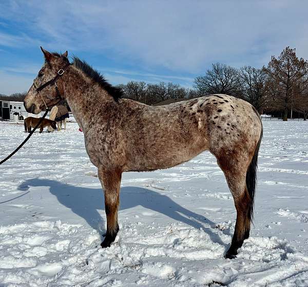 blanket-horse