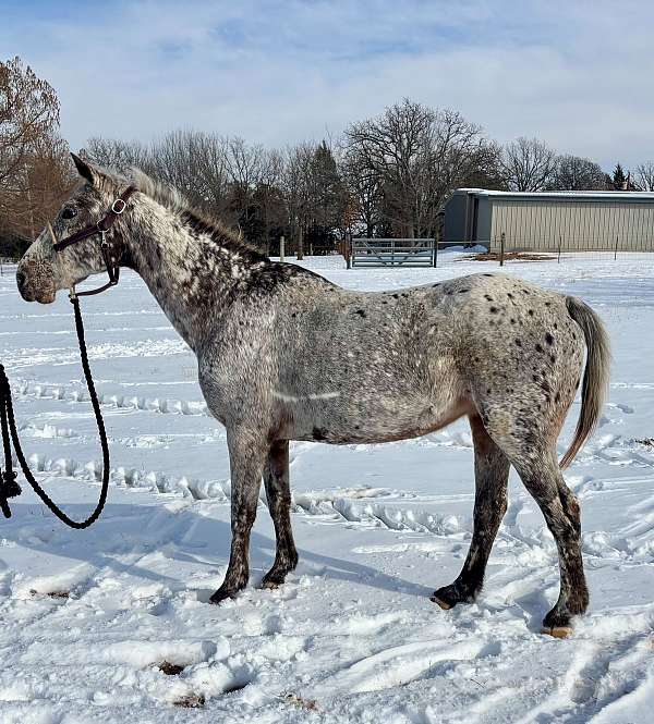 pacing-poa-horse