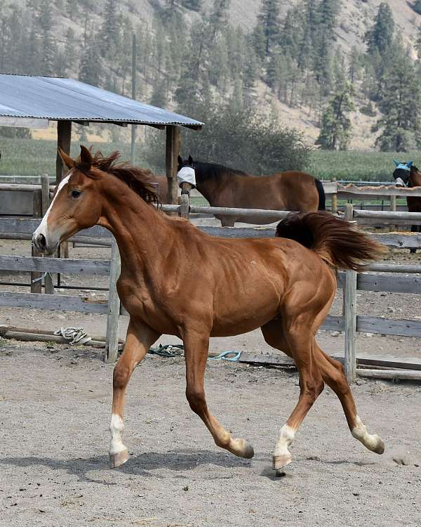 warmblood-colt