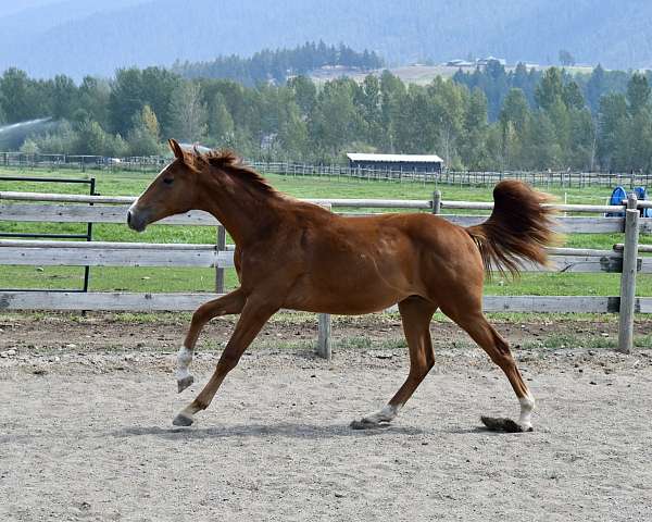 warmblood-horse-for-sale