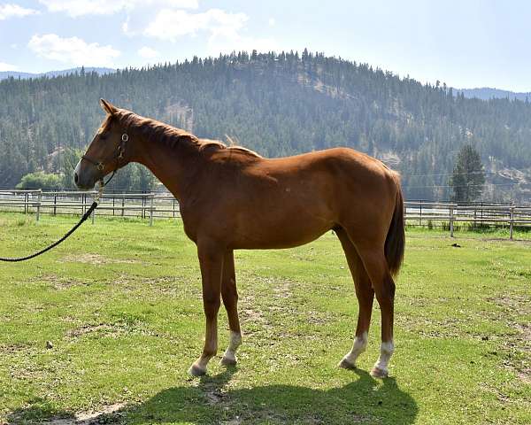 warmblood-horse