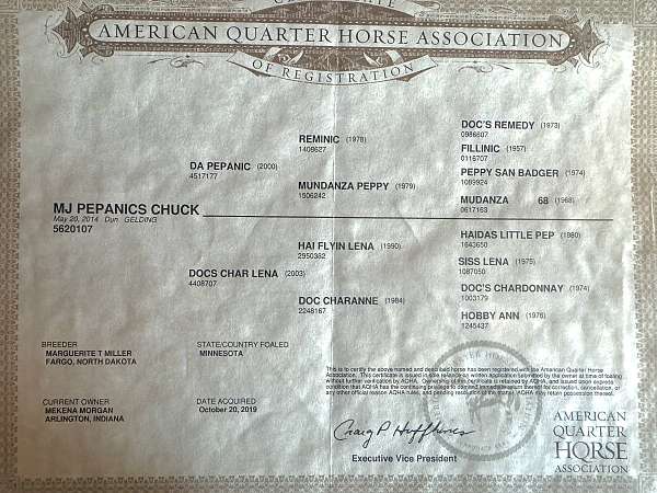 12-yrs-old-gelding