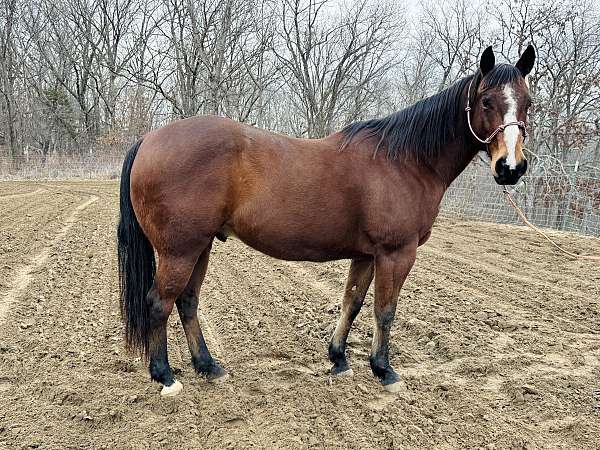 12-yrs-old-horse