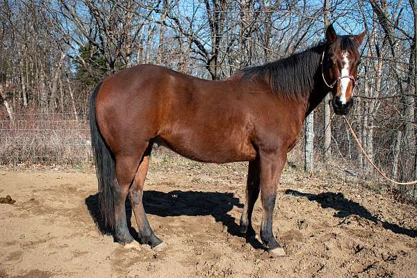 12-yrs-old-quarter-horse