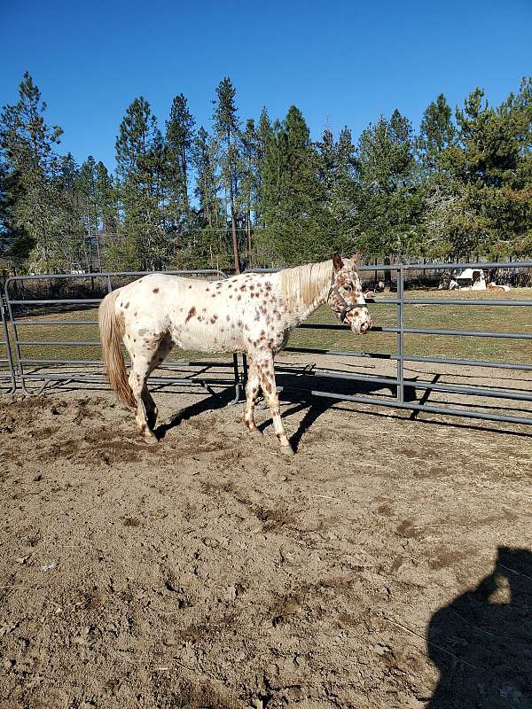 leopard-horse