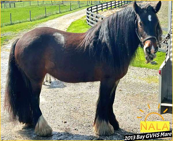 bay-chocolate-gypsy-vanner-mare