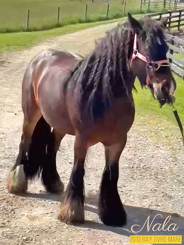 bay-chocolate-gvhs-mare