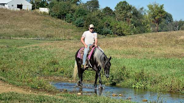 grey-percheron-horse