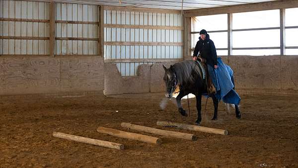 gelding-percheron-horse